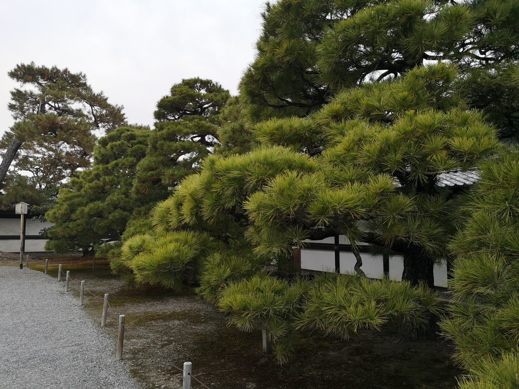 京都自助遊攻略