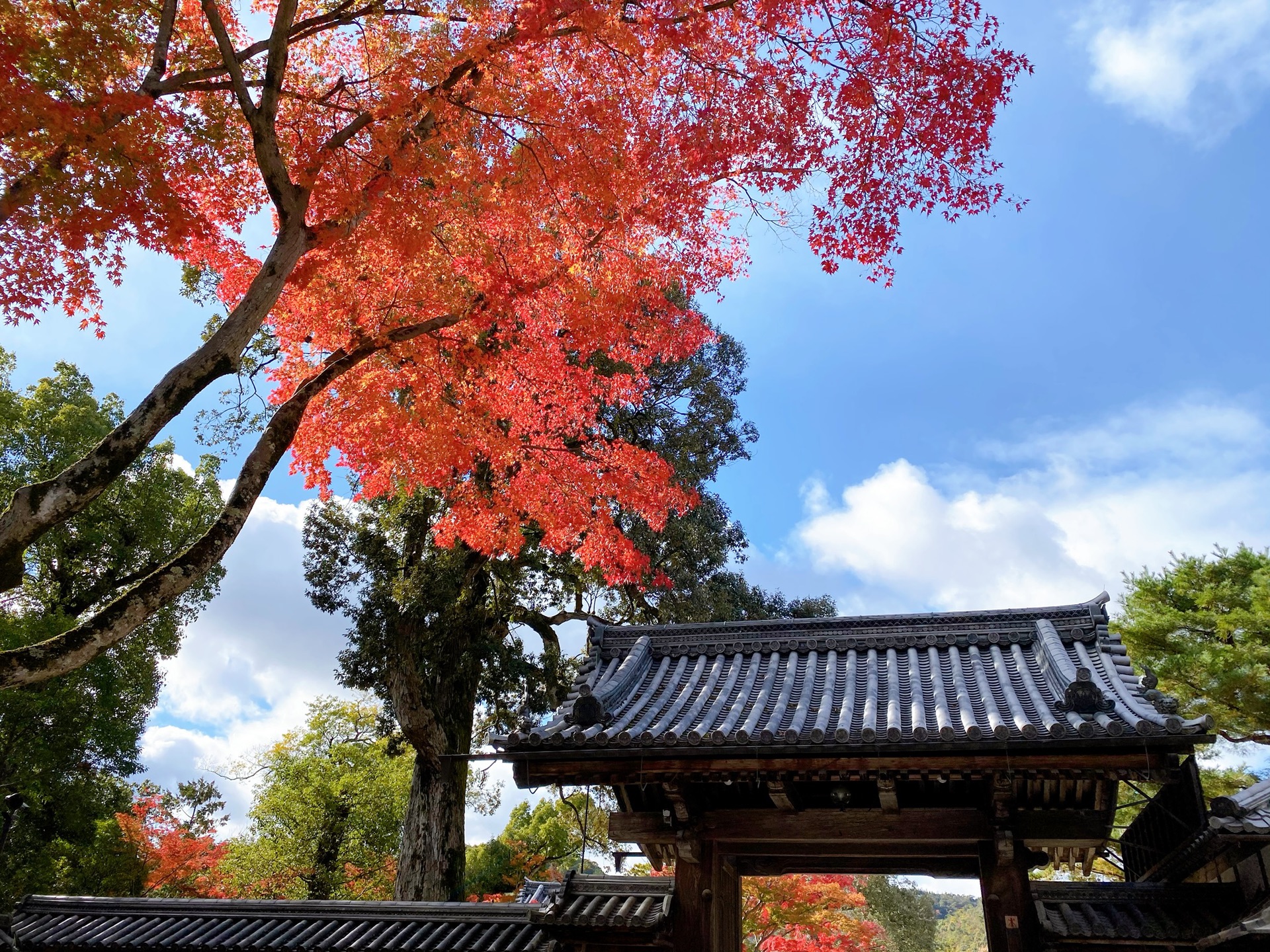 京都自助遊攻略