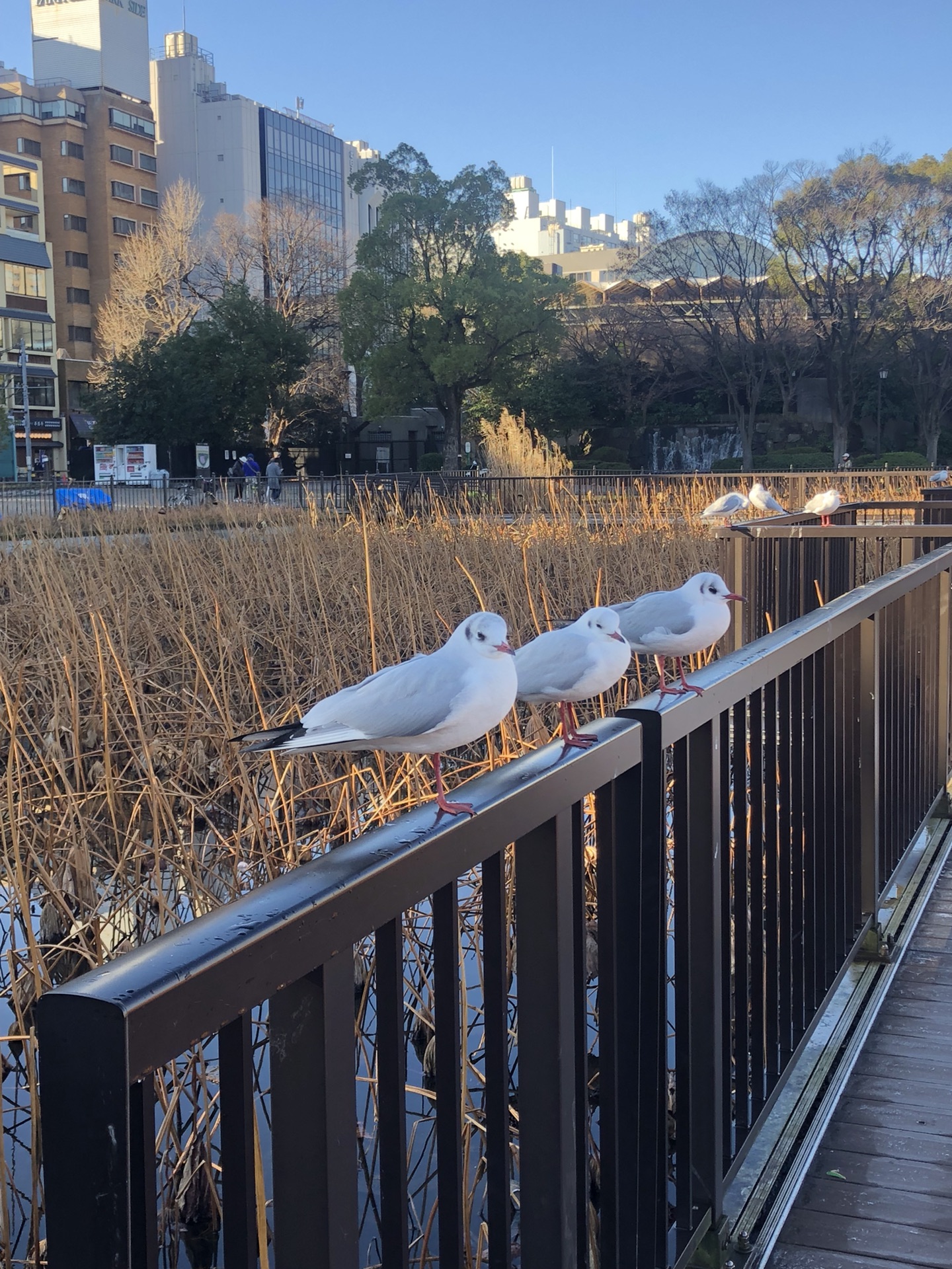 東京自助遊攻略