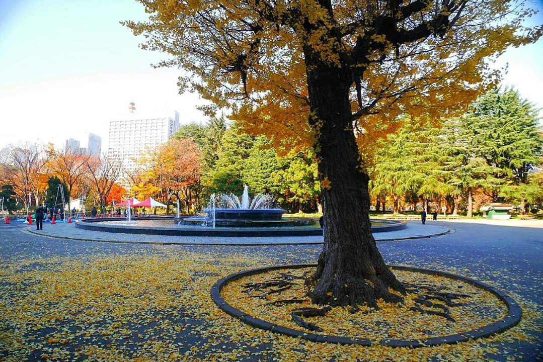 東京自助遊攻略