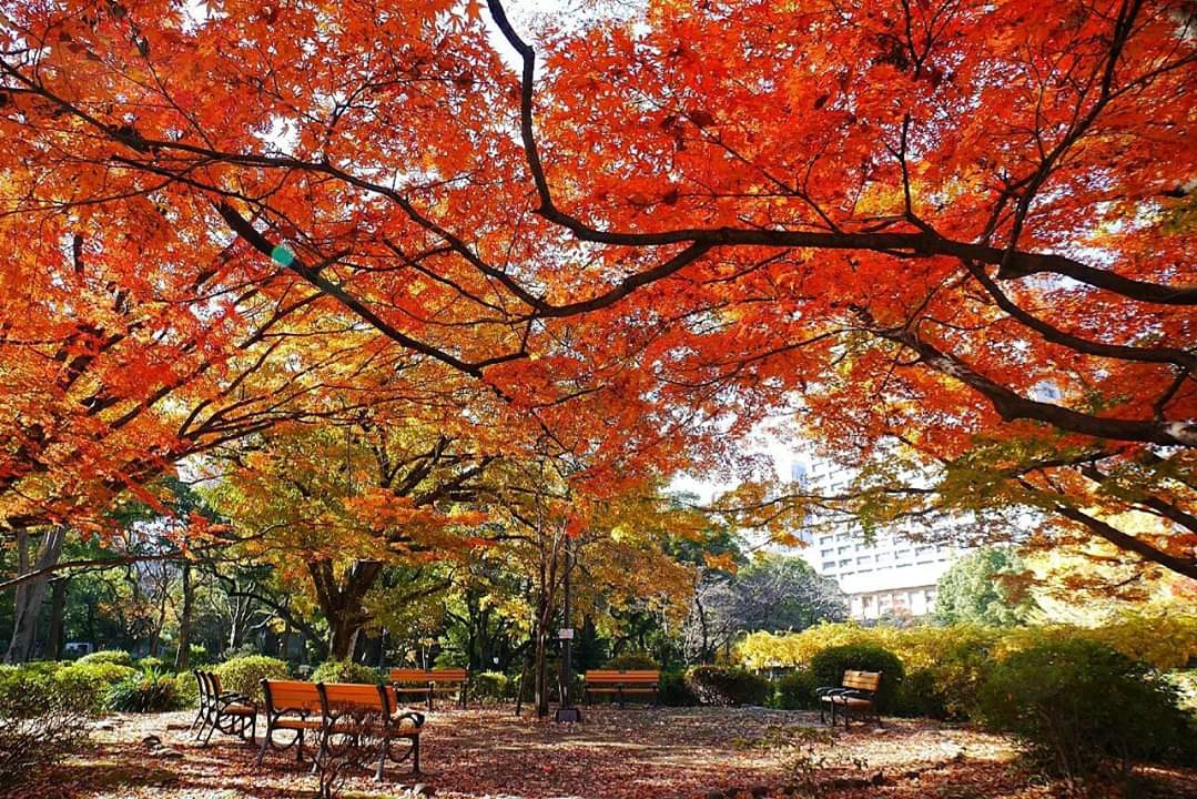 東京自助遊攻略