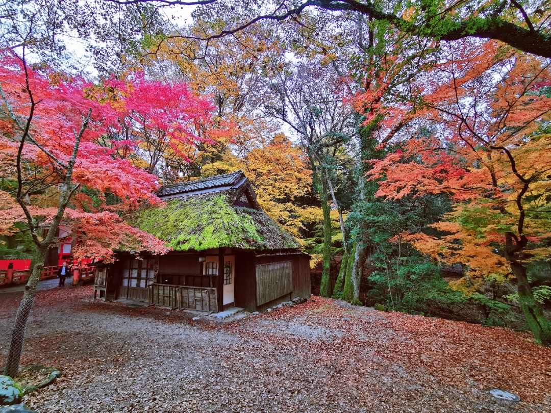 京都自助遊攻略