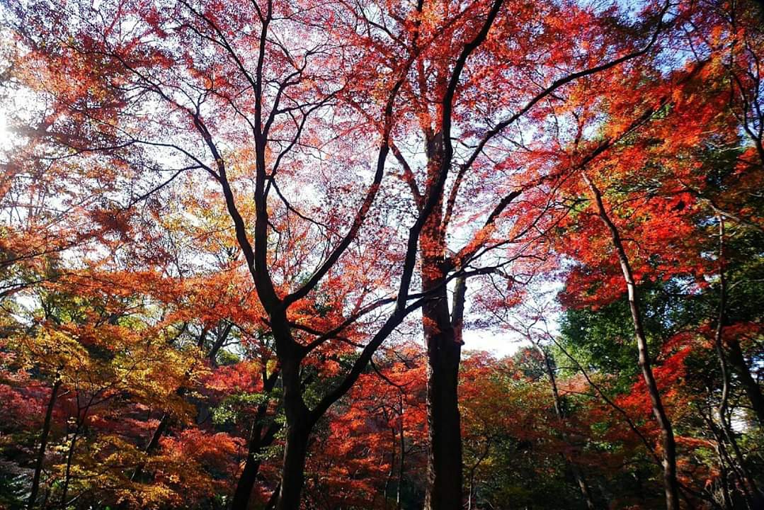 東京自助遊攻略