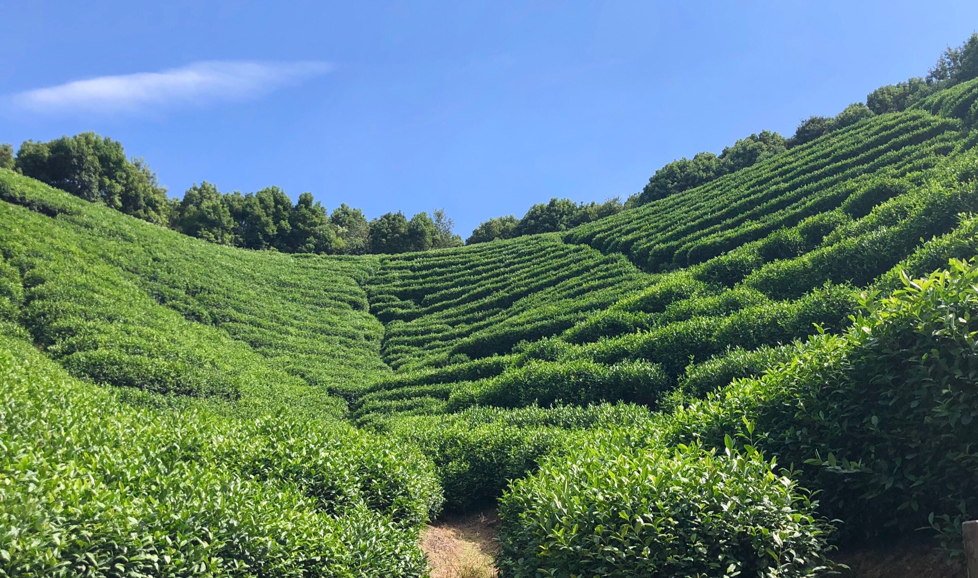 杭州最後的世外桃源:龍塢茶村,旅遊攻略 - 馬蜂窩