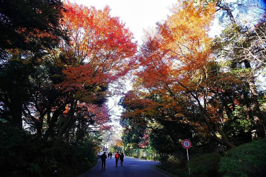 東京自助遊攻略