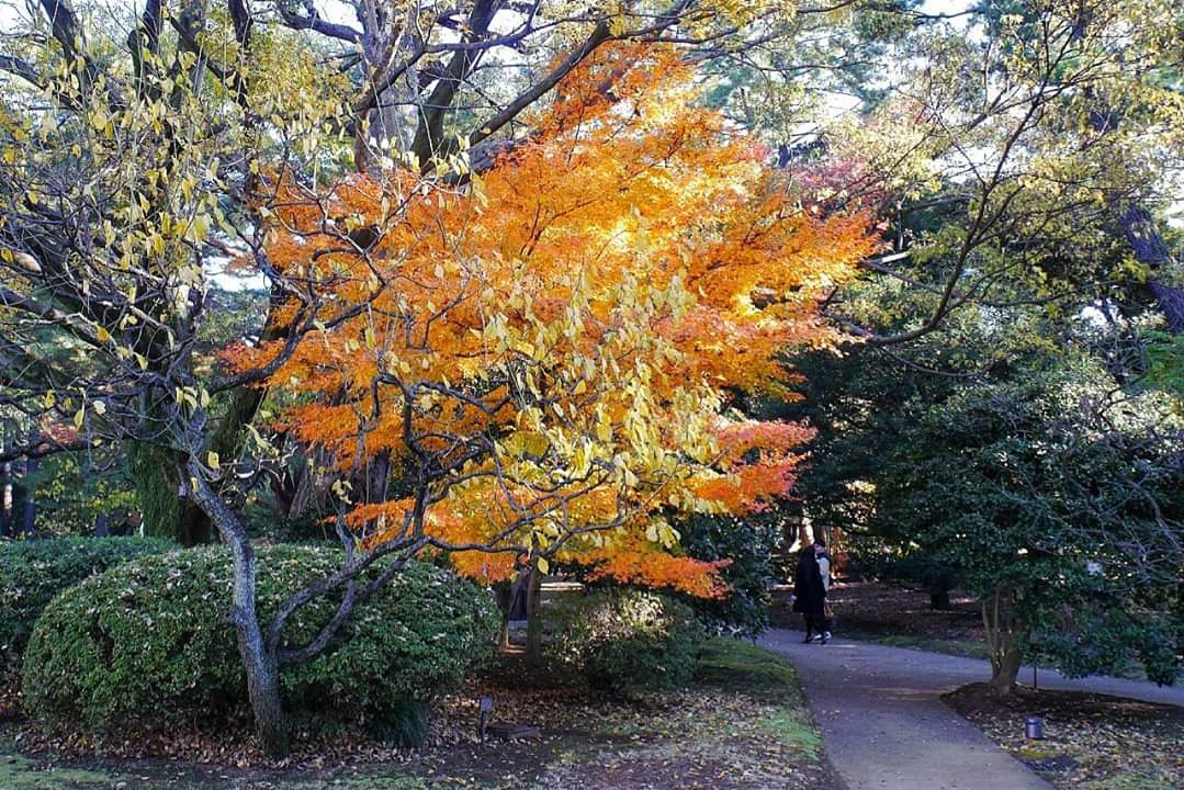 東京自助遊攻略