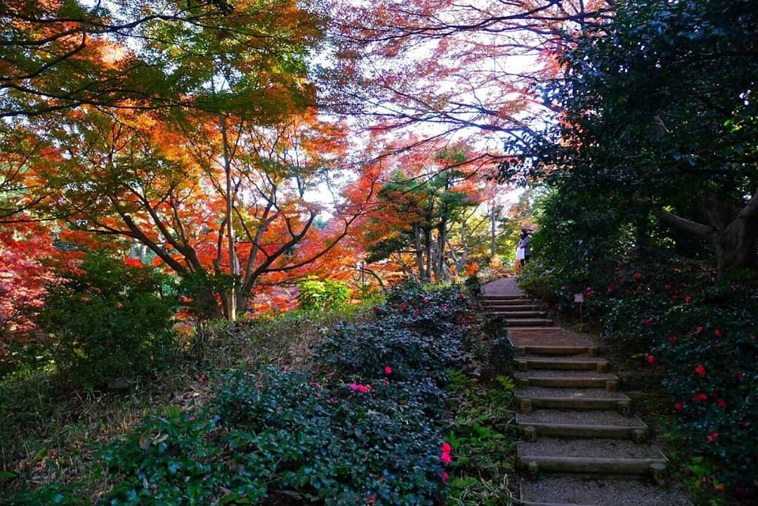 東京自助遊攻略