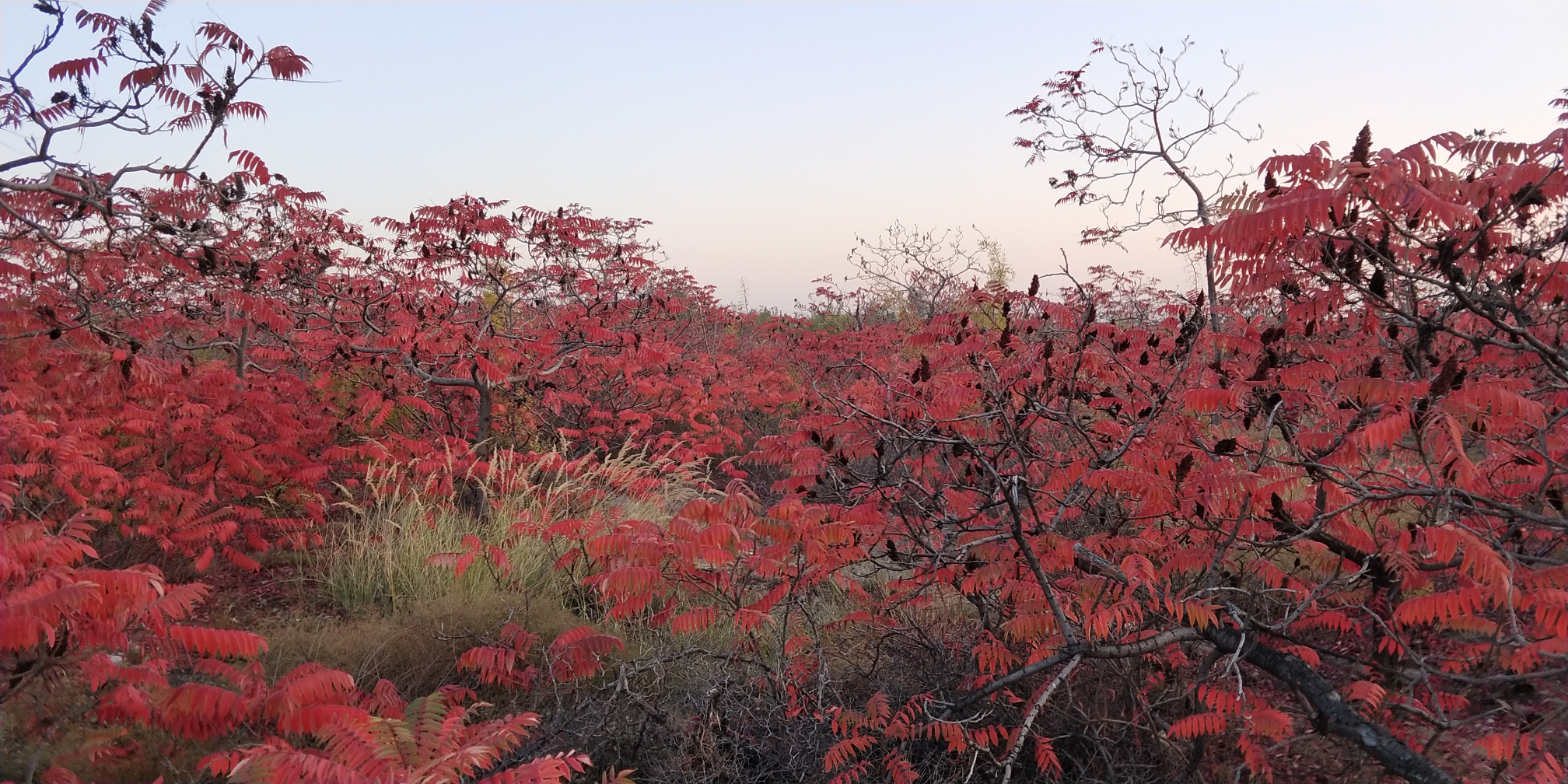 紅葉滿山似彩霞