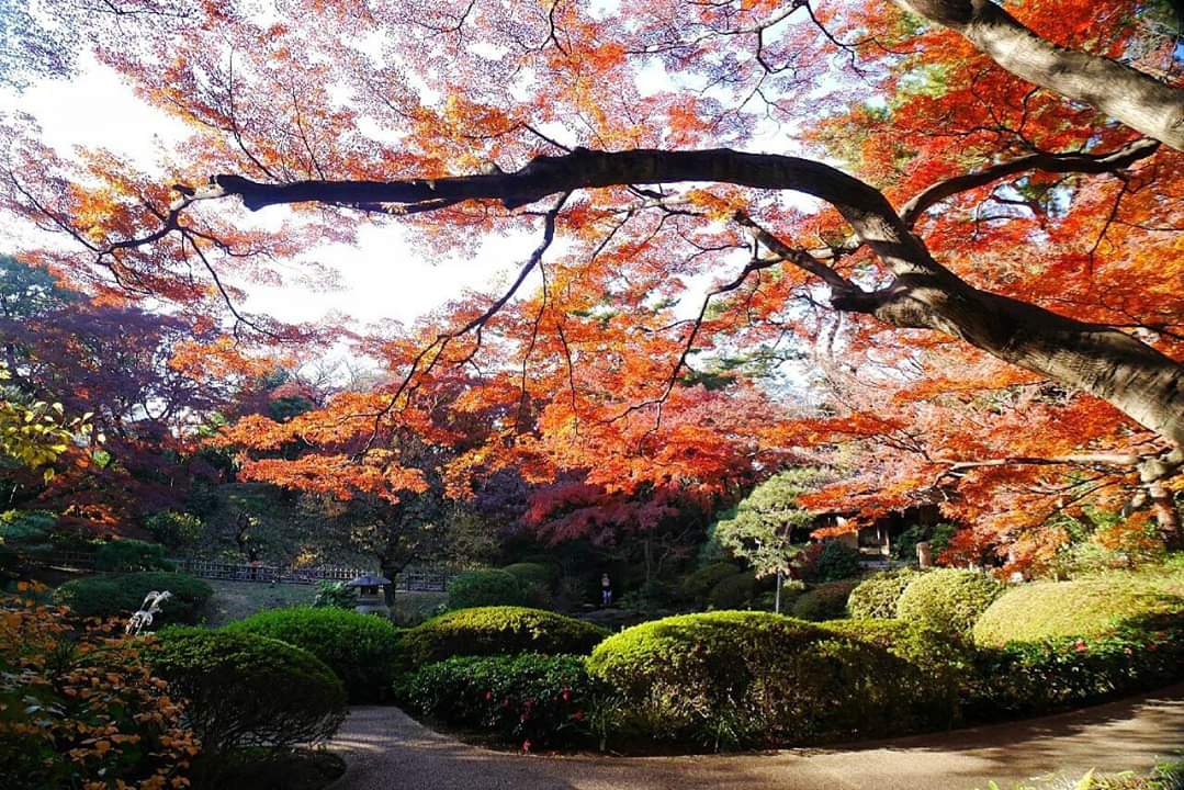 東京自助遊攻略