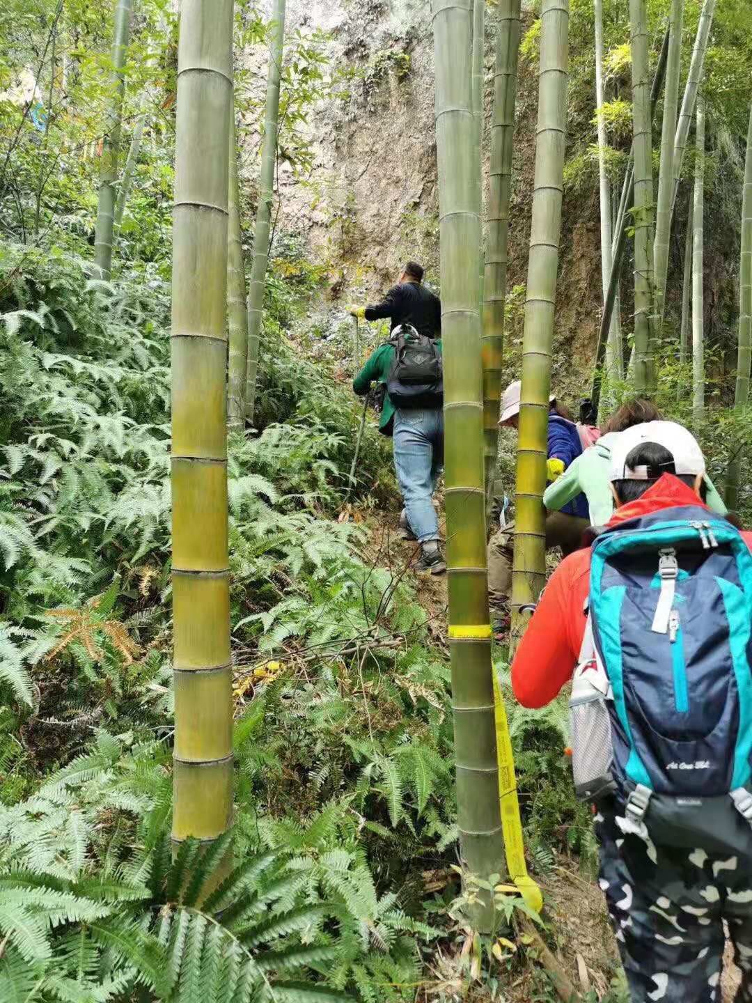 德清葛嶺,行走在竹間_遊記