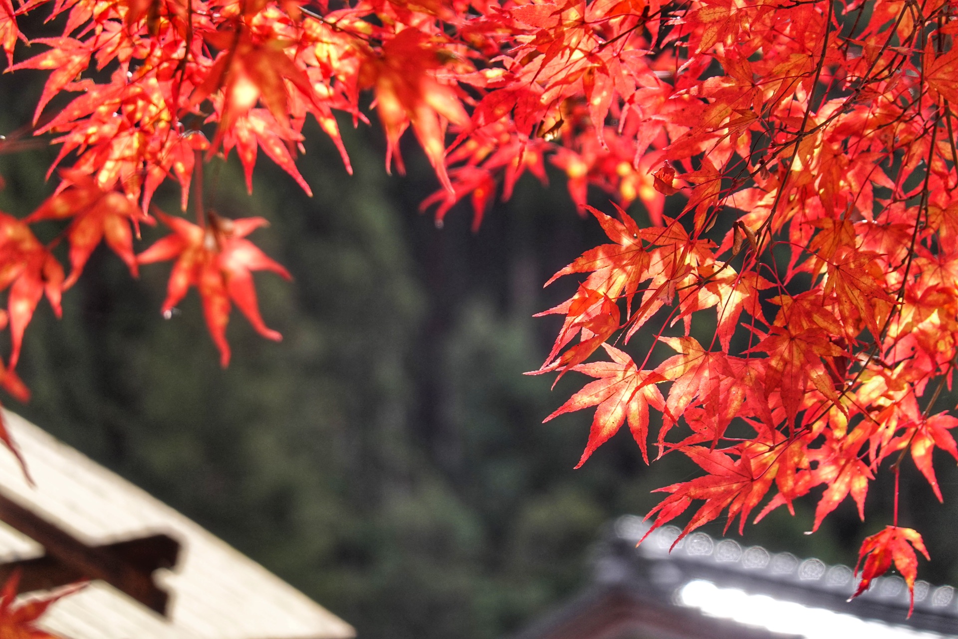 京都自助遊攻略