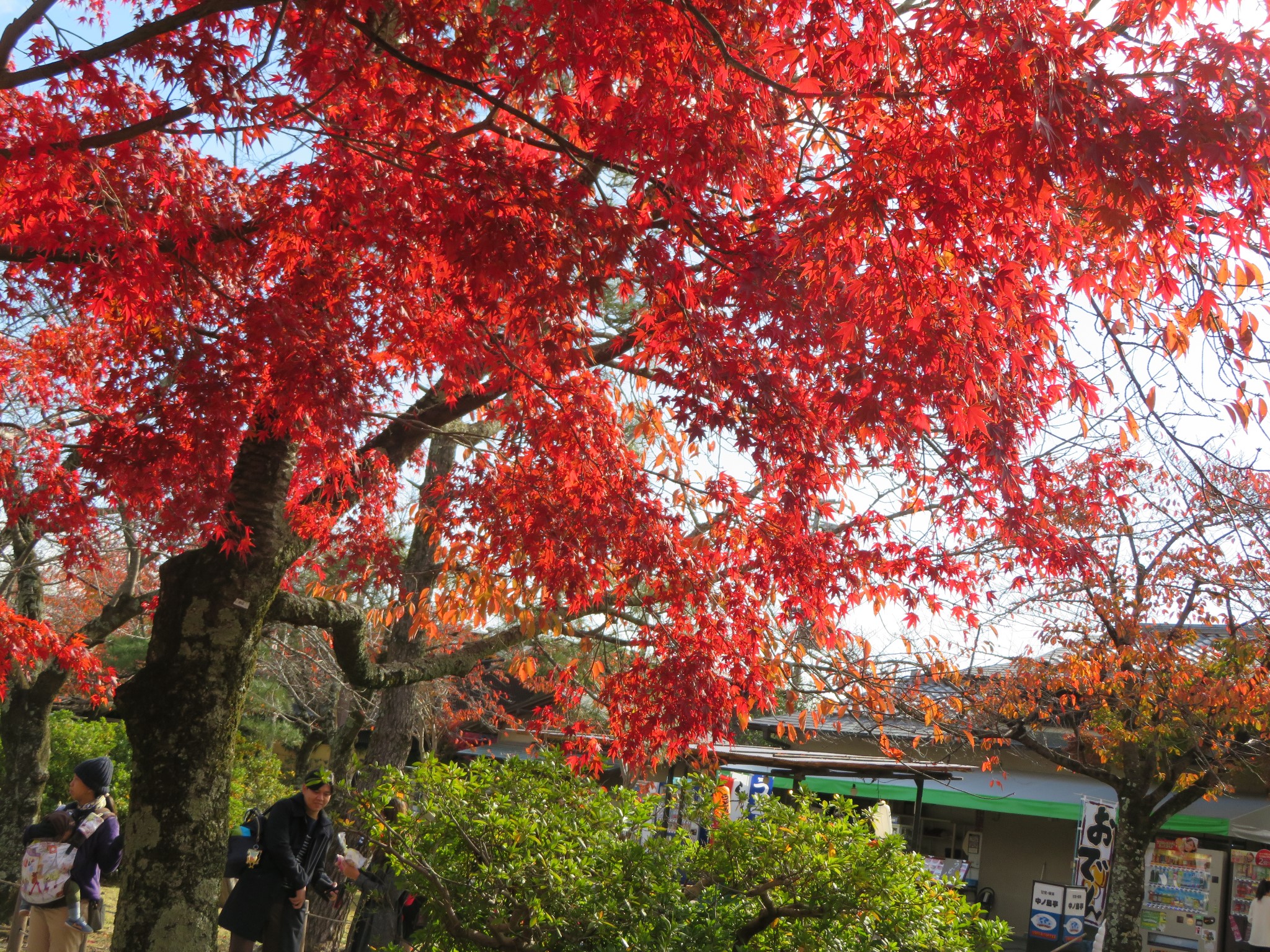 京都自助遊攻略