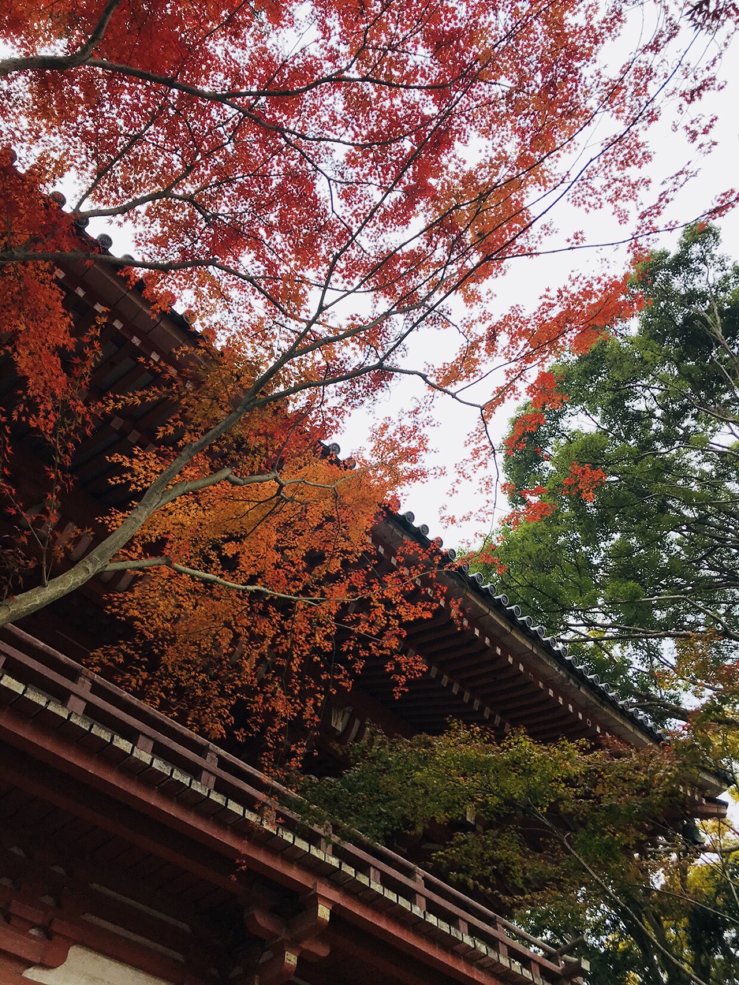 京都自助遊攻略