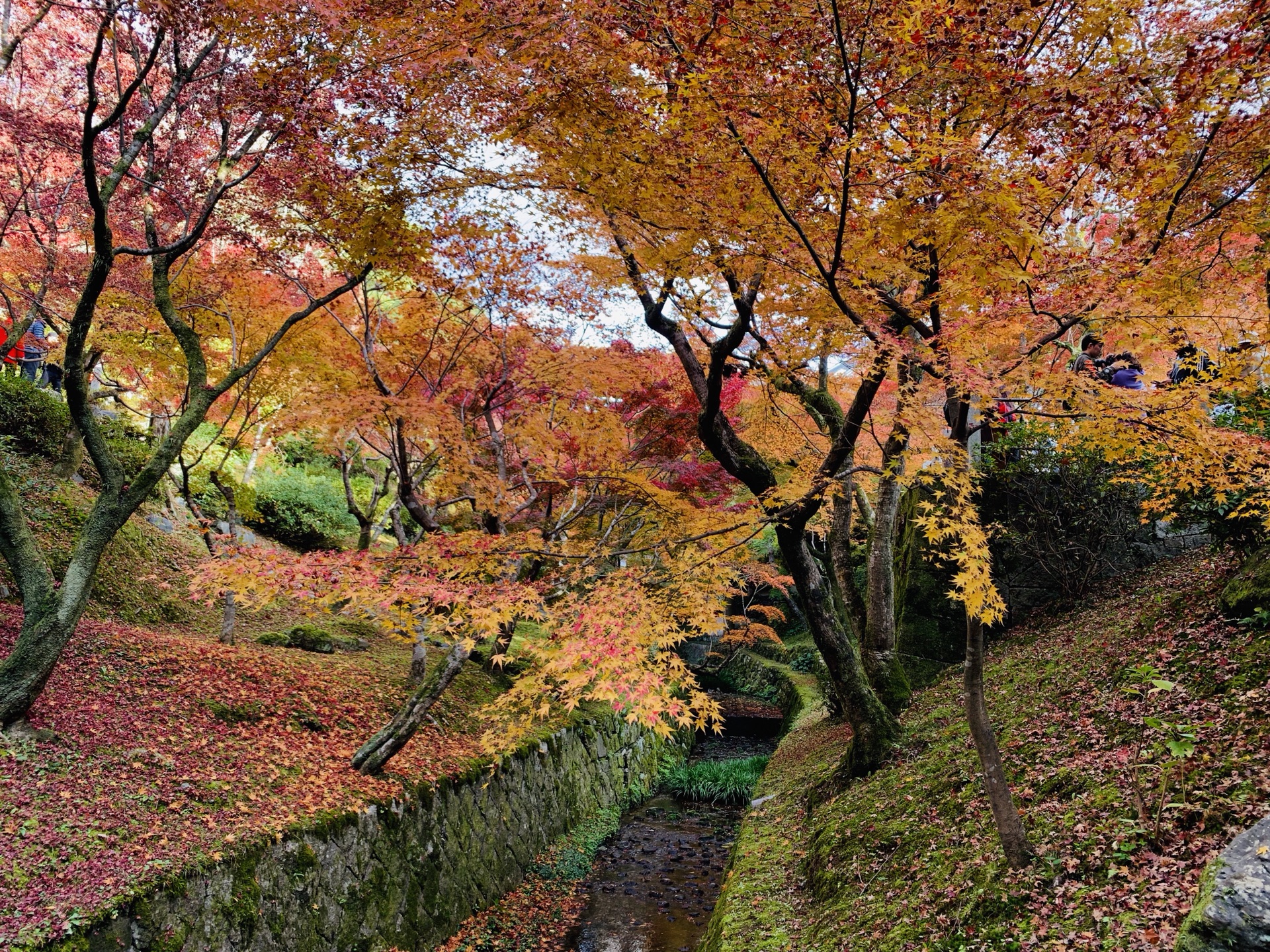 京都自助遊攻略