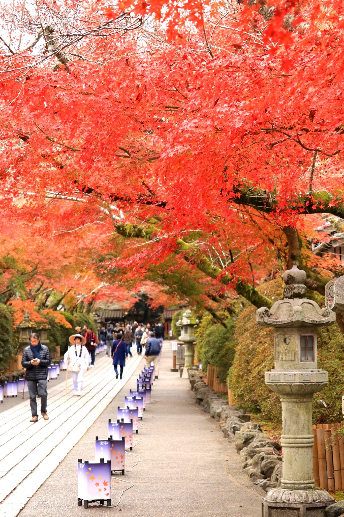 京都自助遊攻略