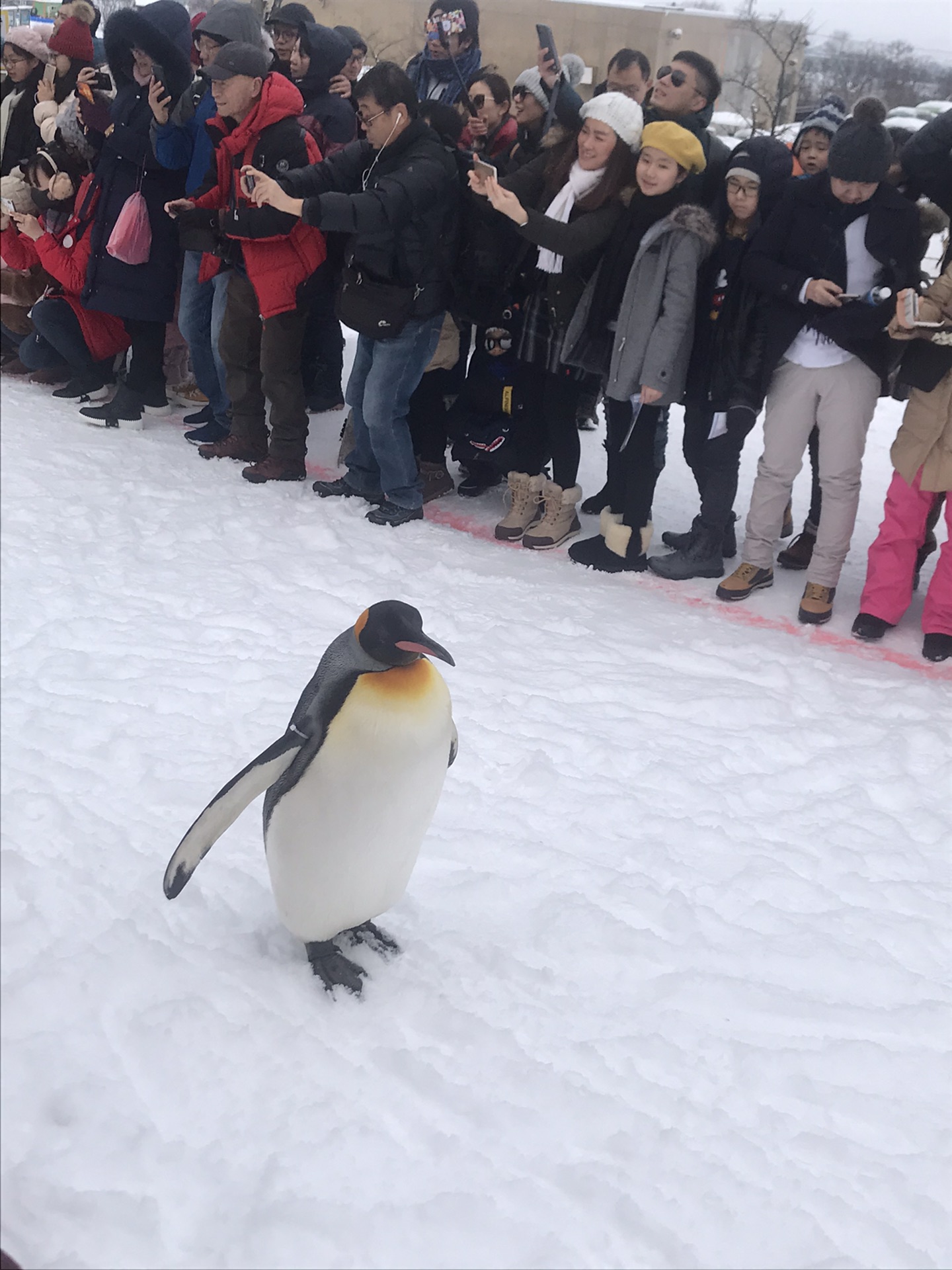 北海道自助遊攻略