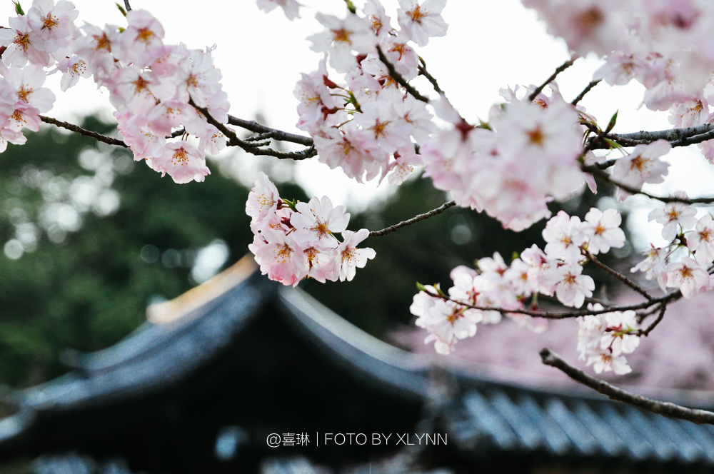 京都自助遊攻略