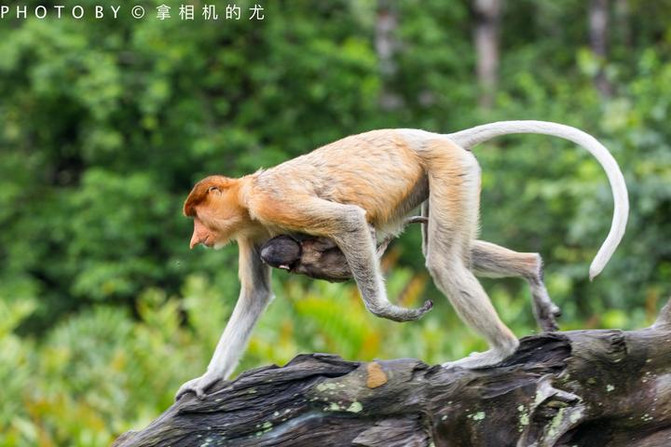 沙巴自助遊攻略