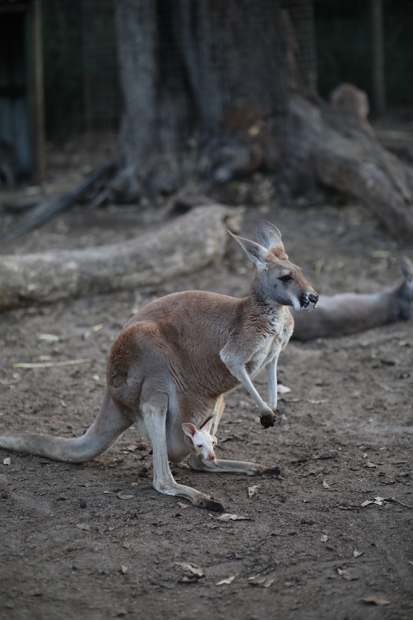 风吹沙丘晚霞染湖泊在西澳做大自然的孩子