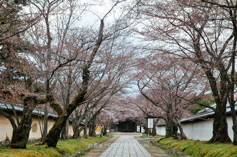 京都自助遊攻略