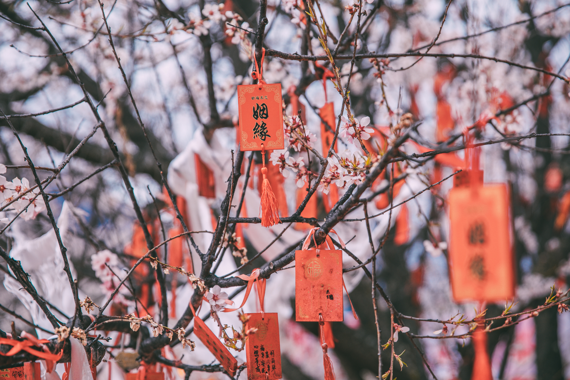 西藏的旅行碎片|赴一场林芝的桃花之约|西藏旅游包车自由行攻略