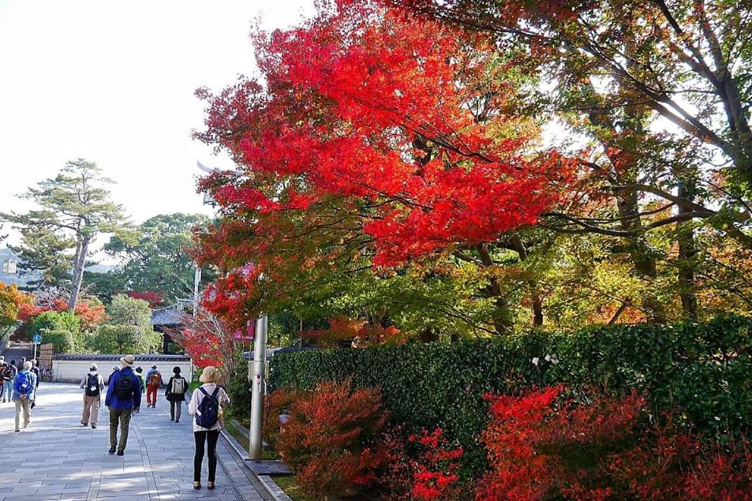 京都自助遊攻略