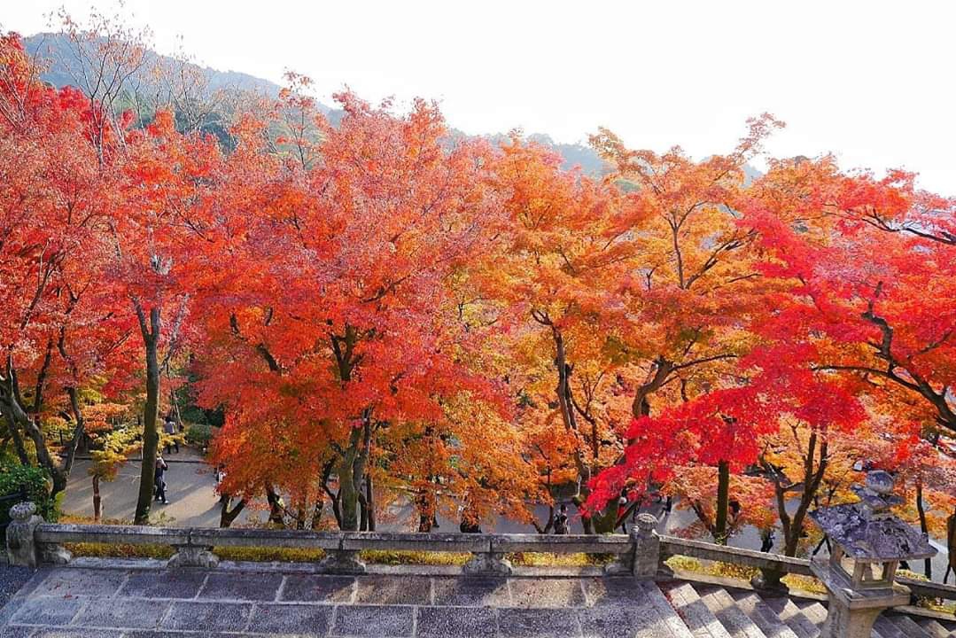 京都自助遊攻略