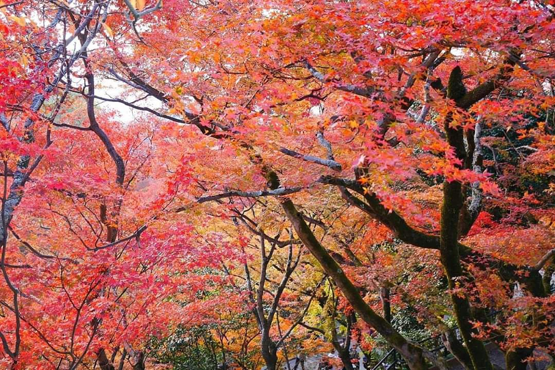 京都自助遊攻略