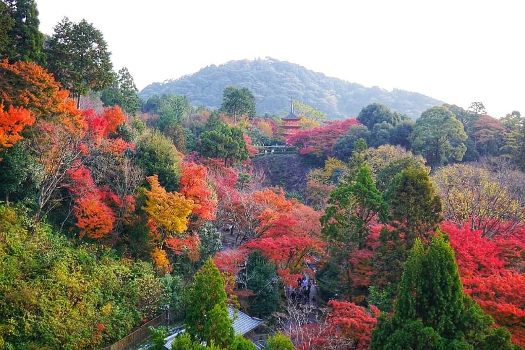 京都自助遊攻略