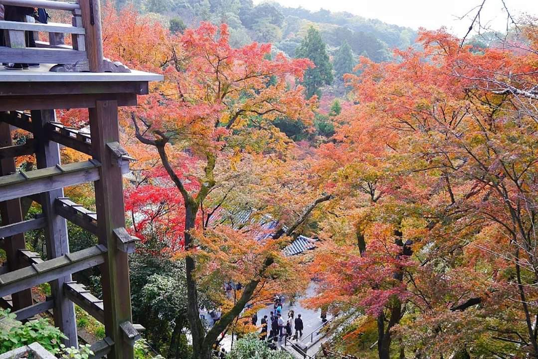 京都自助遊攻略