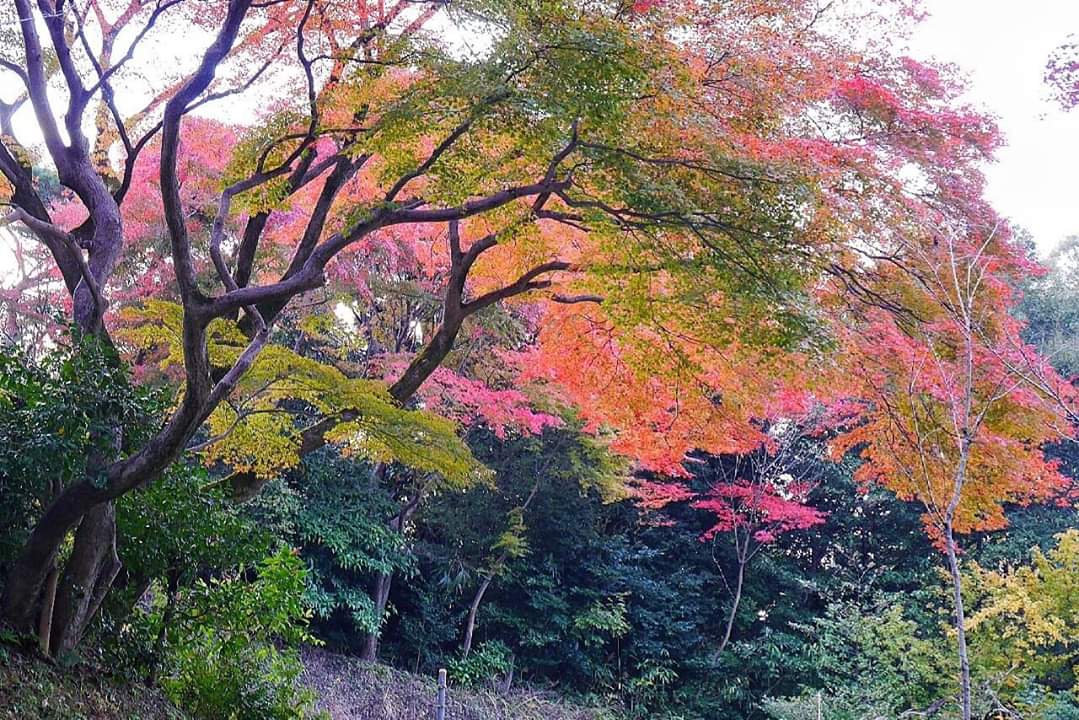 京都自助遊攻略