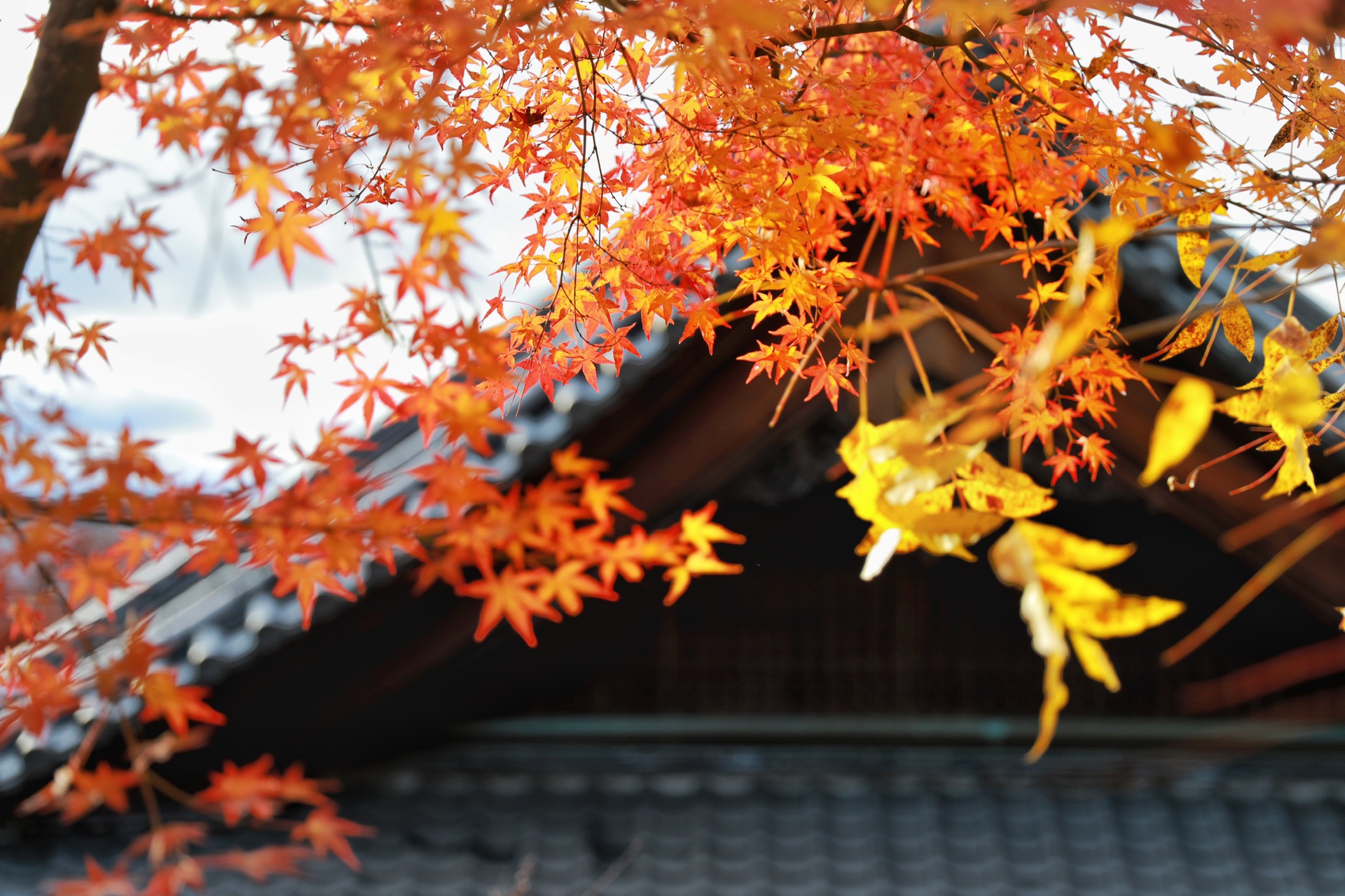 京都自助遊攻略