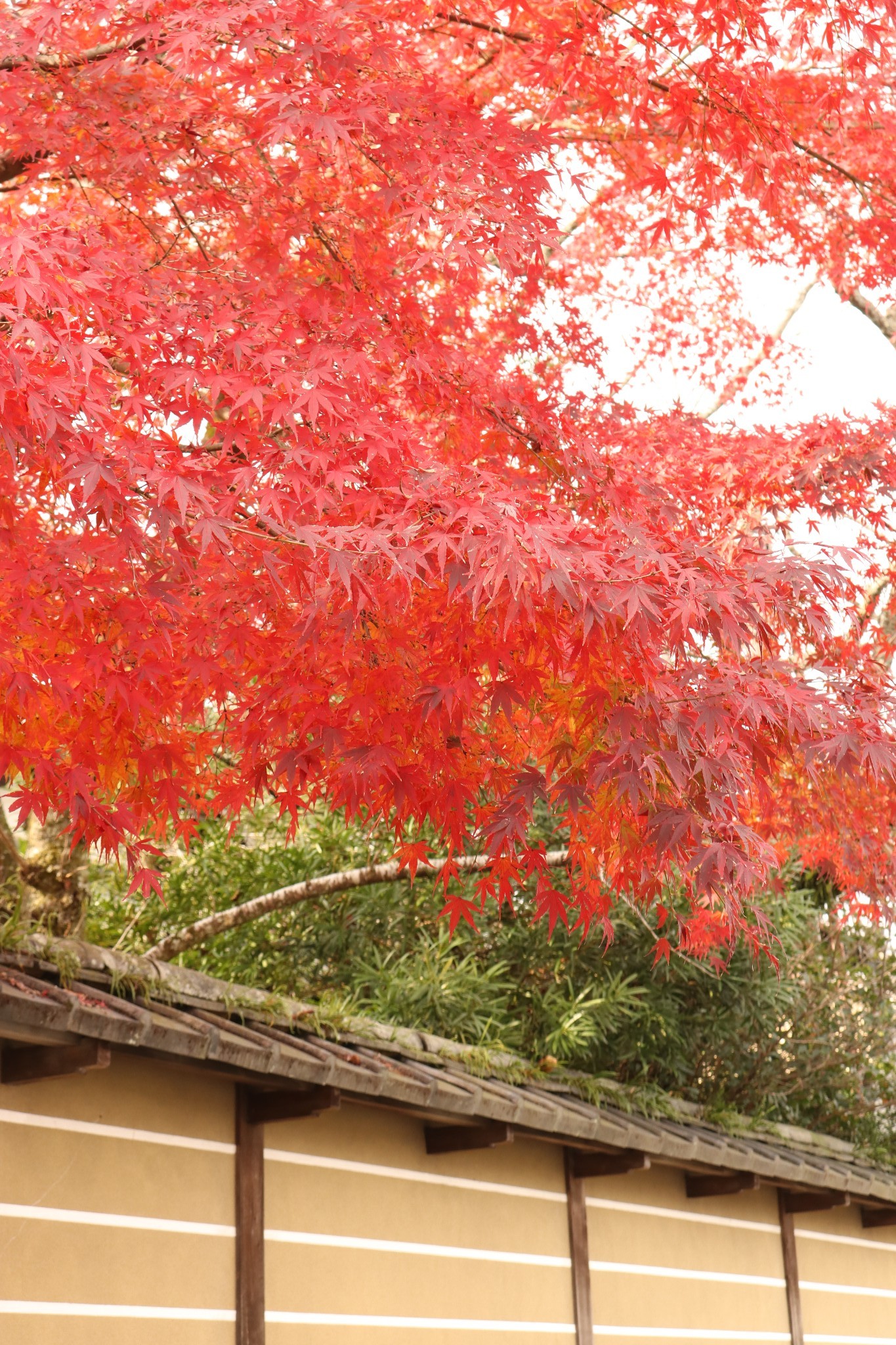 京都自助遊攻略