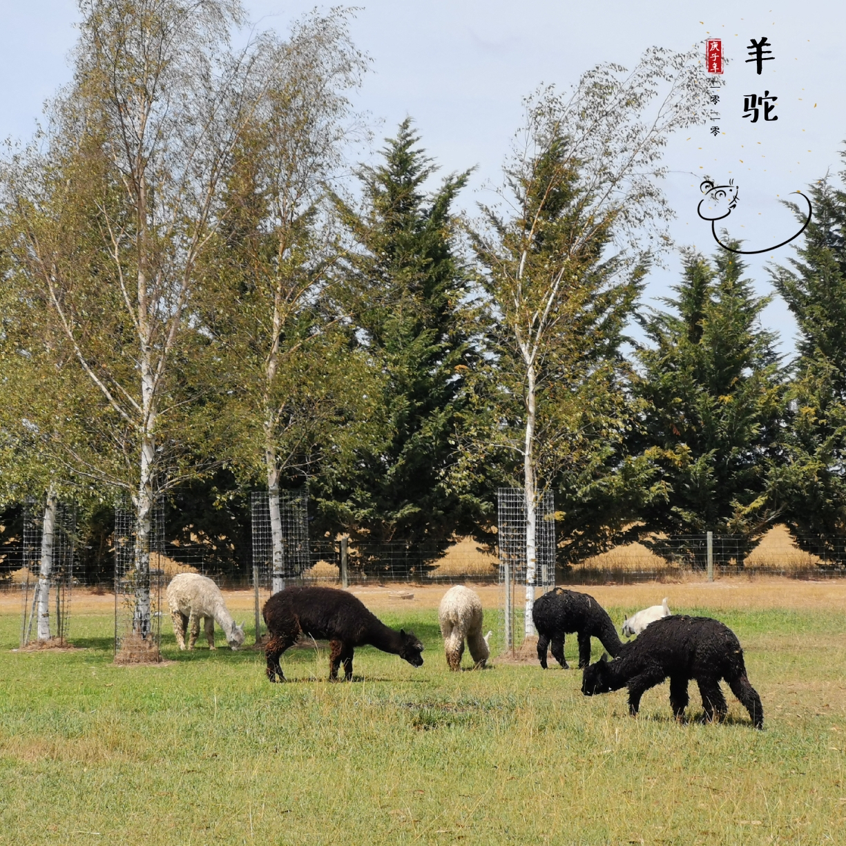 新西蘭自助遊攻略