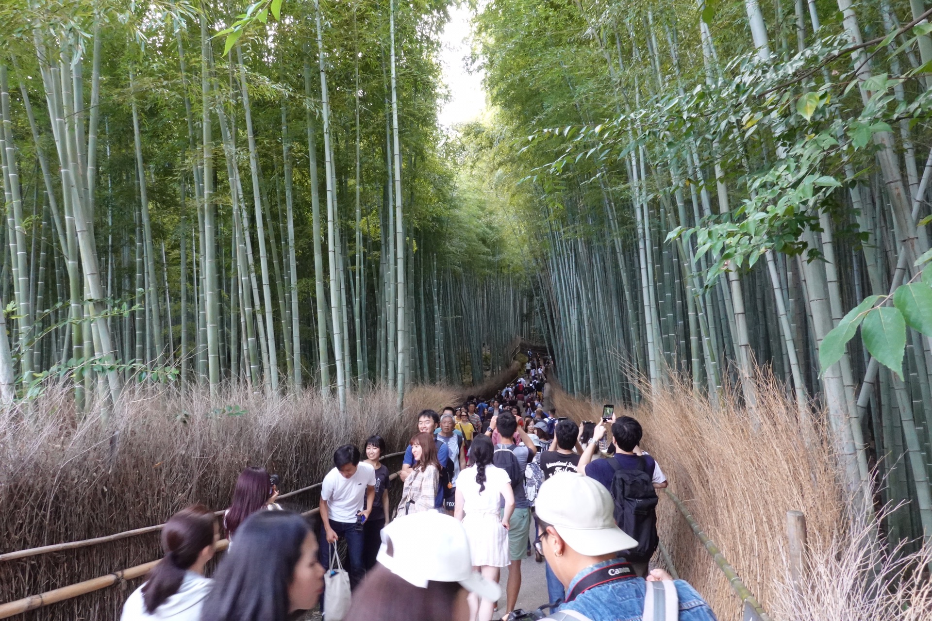 京都自助遊攻略