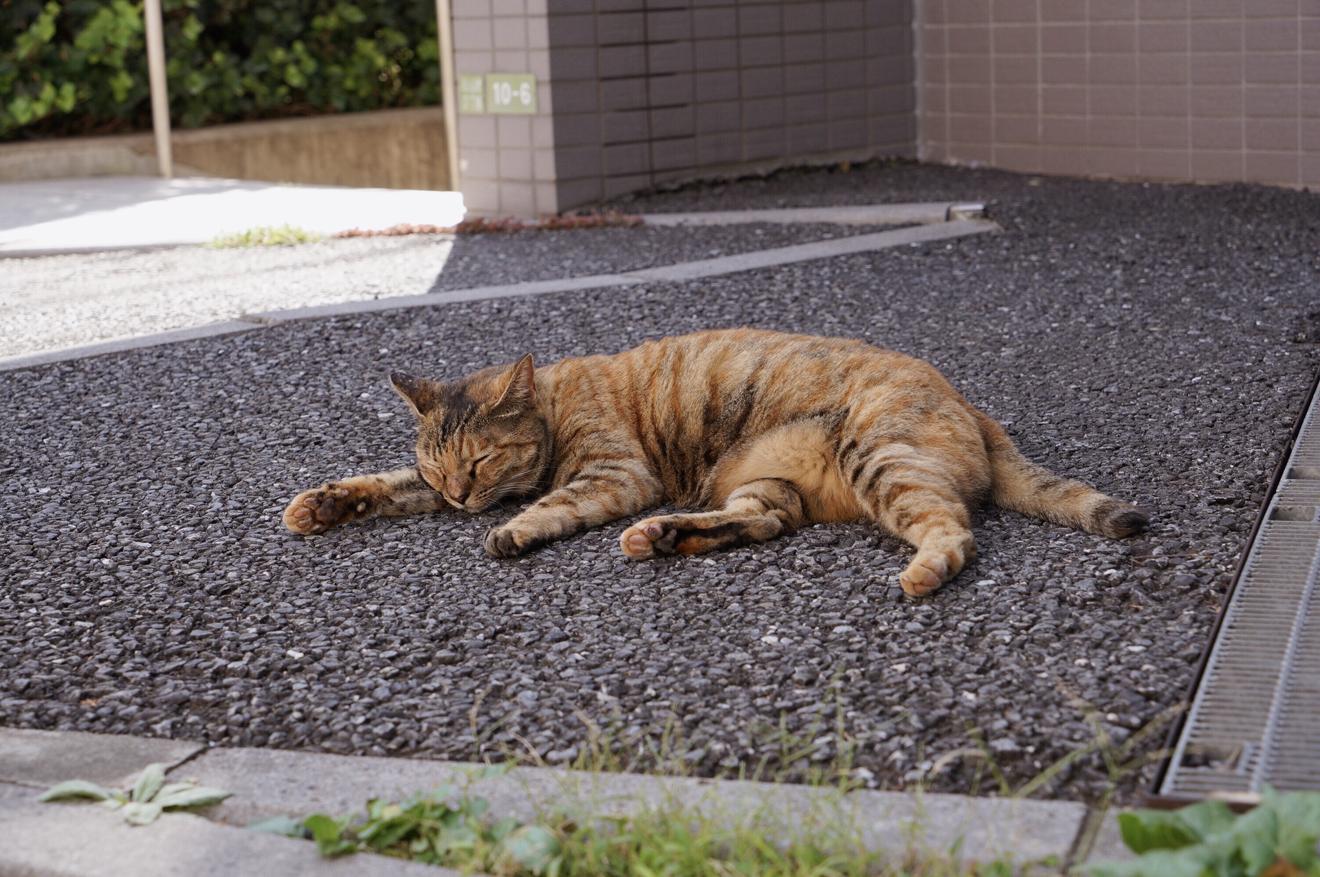 東京自助遊攻略