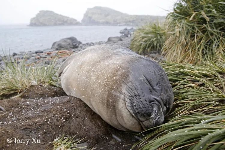 6,南方毛皮海狮(南极海狗)