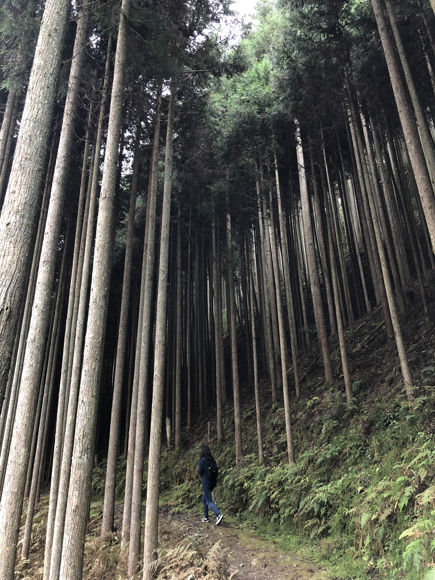 京都自助遊攻略