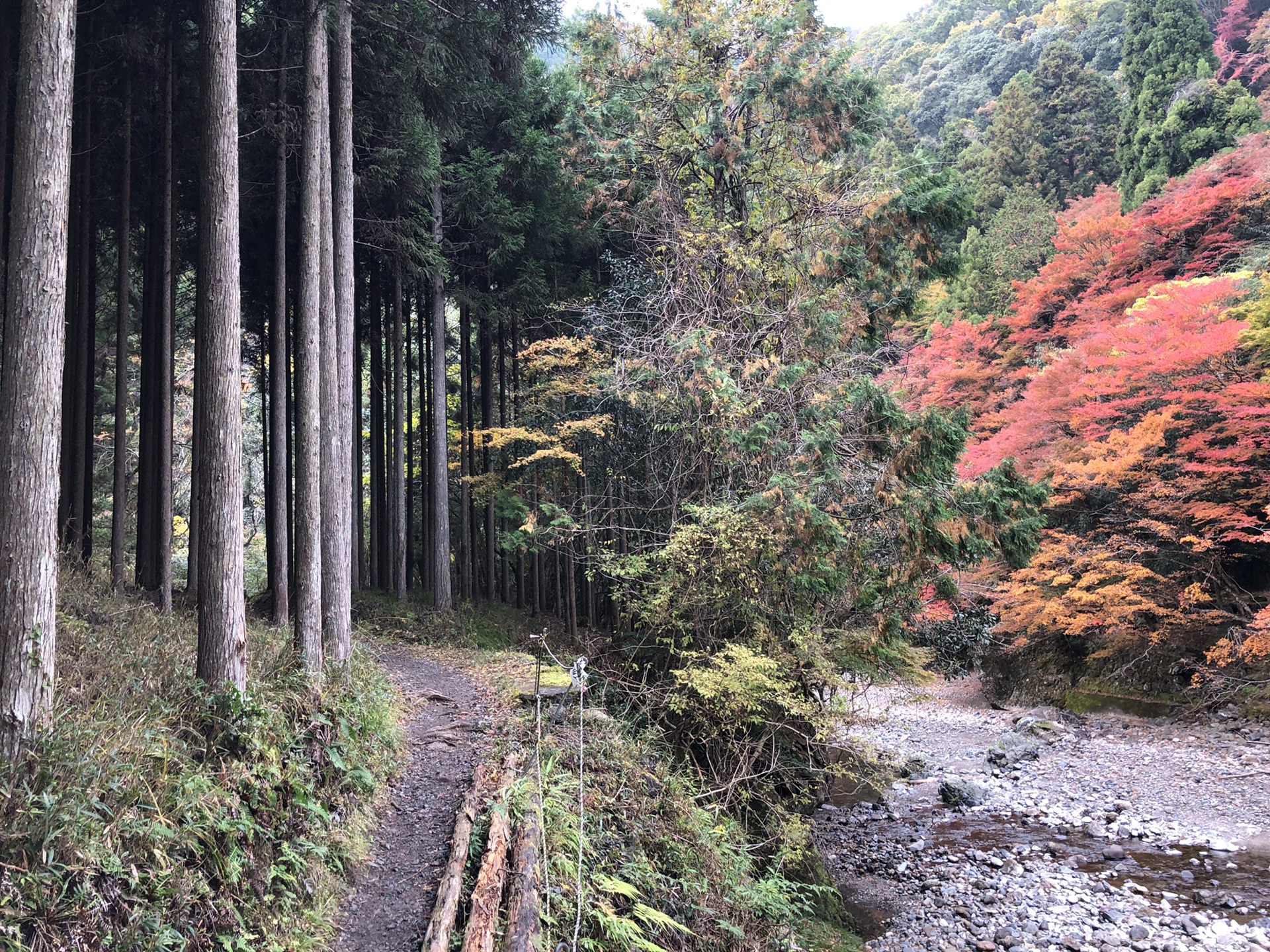 京都自助遊攻略