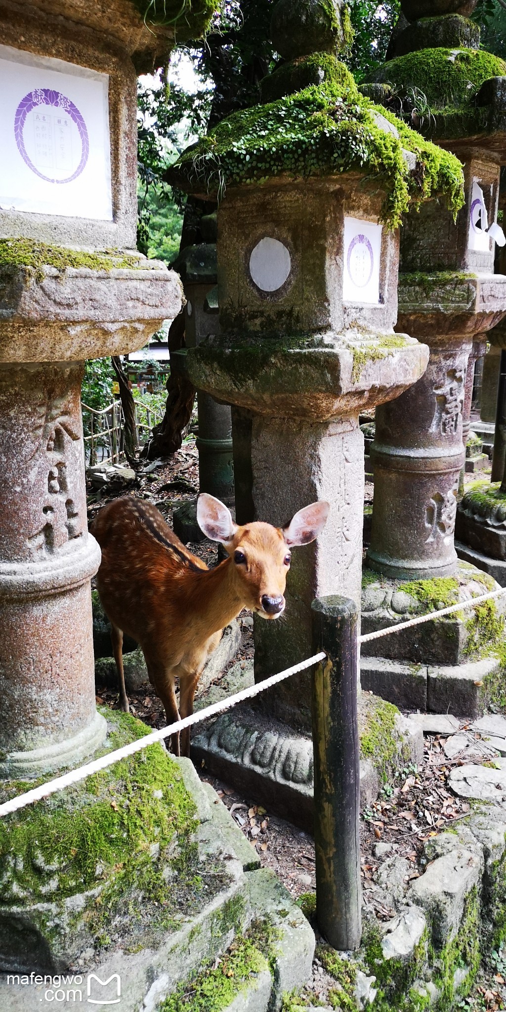 京都自助遊攻略