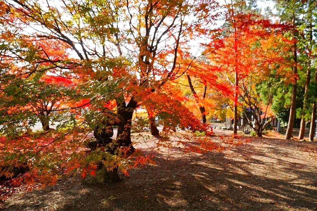 京都自助遊攻略