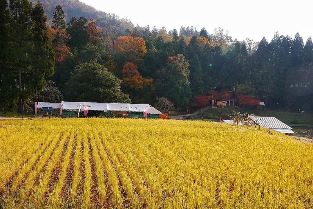 京都自助遊攻略