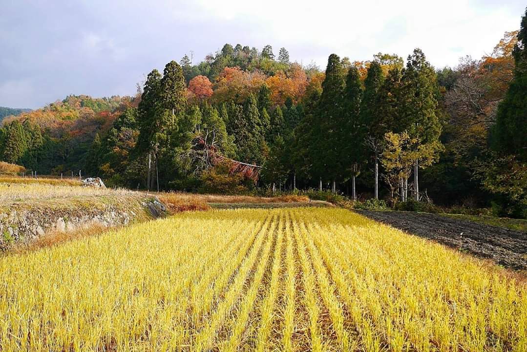 京都自助遊攻略