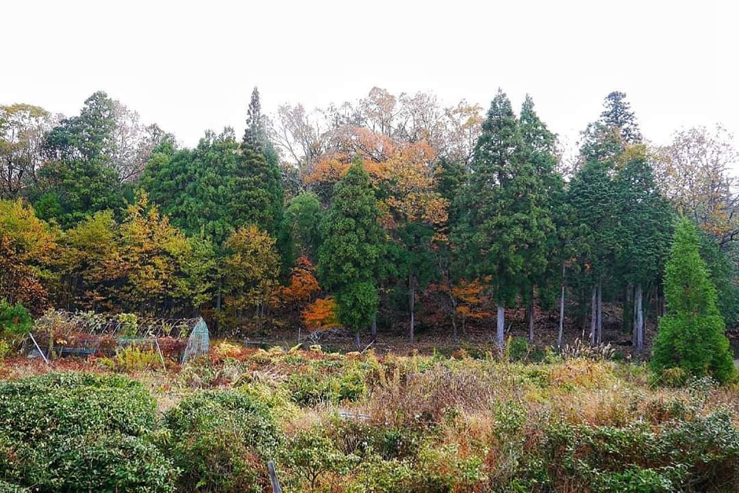 京都自助遊攻略