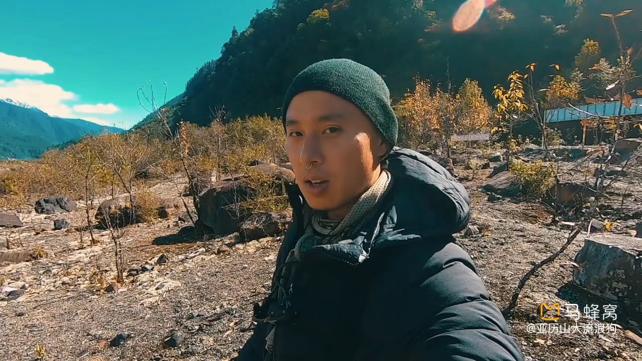 亚历山大流浪狗