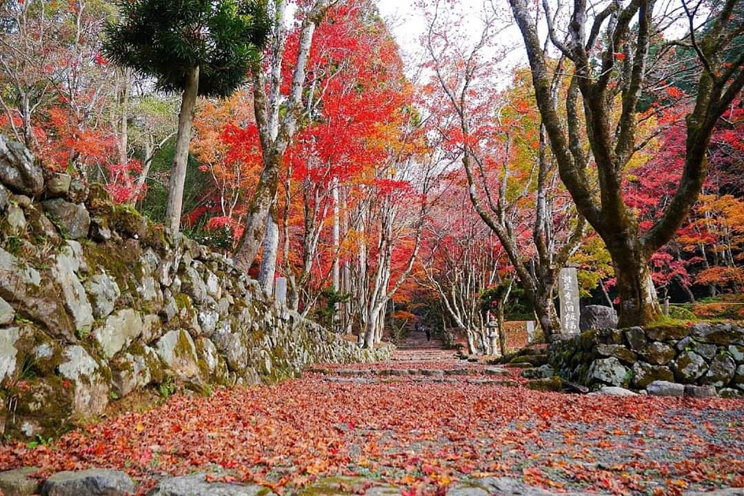 京都自助遊攻略