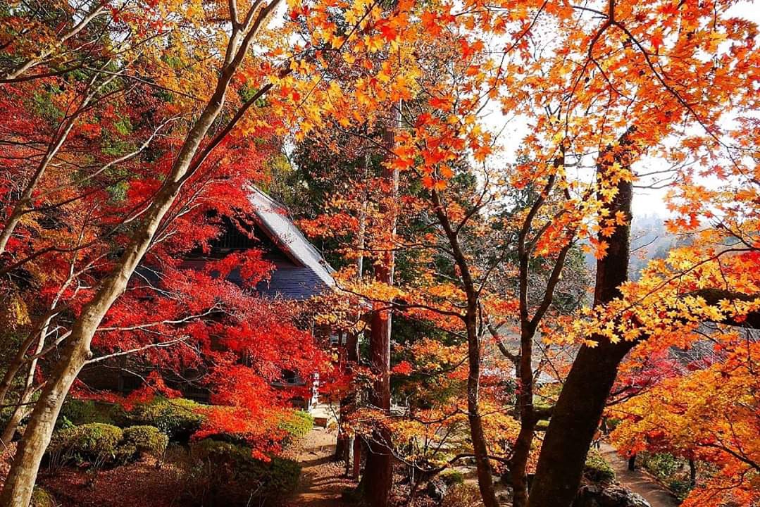 京都自助遊攻略