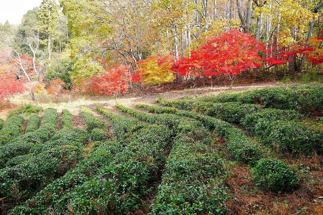 京都自助遊攻略