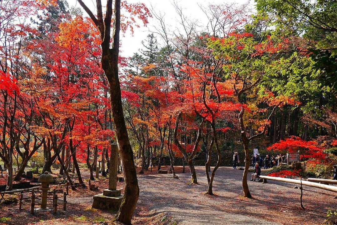 京都自助遊攻略