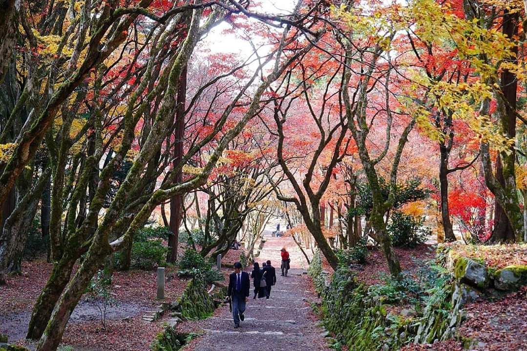 京都自助遊攻略